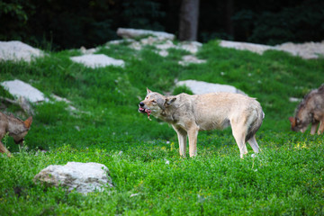 Naklejka premium Pack of wolves feeding on carcass in natural