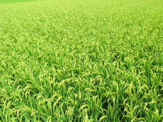 稲作・水田・農業