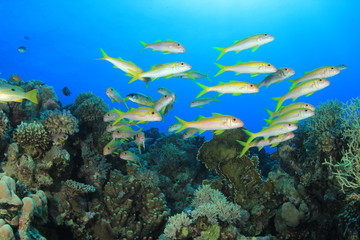 Fototapeta na wymiar Szkoła ryby na rafie koralowej: goatfish żółtopłetwy