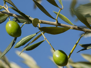 olive tree