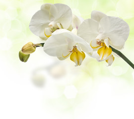 Naklejka na ściany i meble gałązka kwitnących orchidei