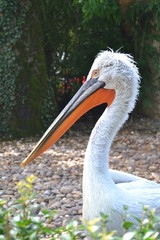 pellican