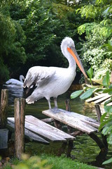 pelican