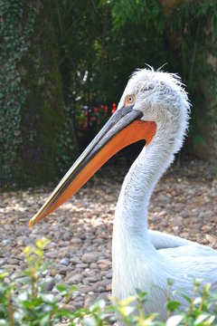 pellican