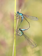 Paarungsrad der Großen Pechlibelle (Ischnura elegans)