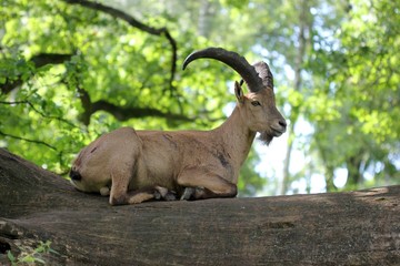 Westkaukasischer Steinbock