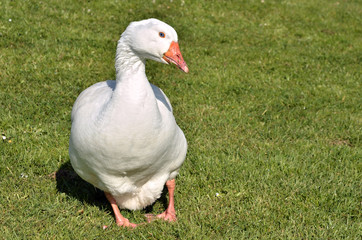 White goose on grass