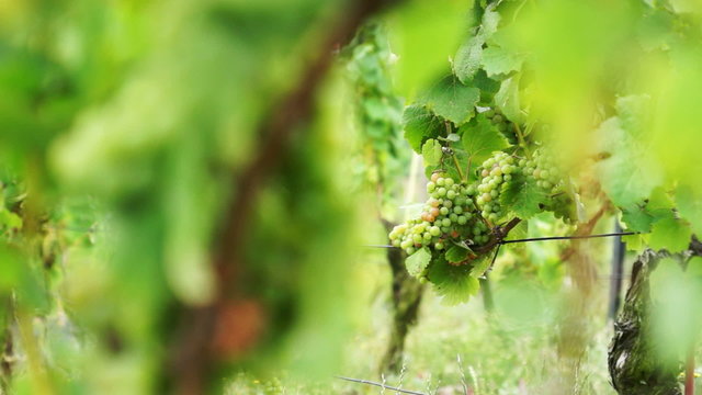 weinberge video