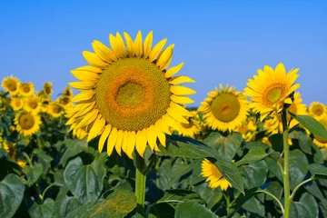 Foto op Plexiglas Zonnebloem Sunflower field over blue sky