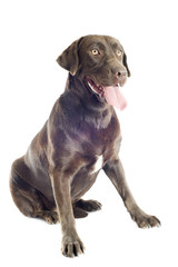 labrador retriever