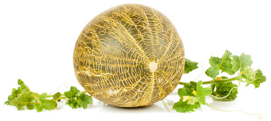 melon