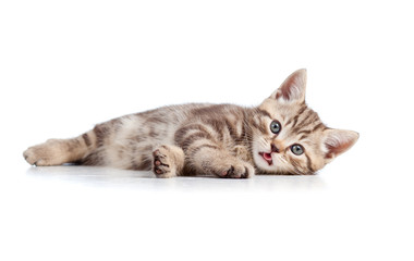 funny cat kitten lying on floor