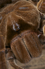 Birdeater tarantula / Theraphosa lablondi