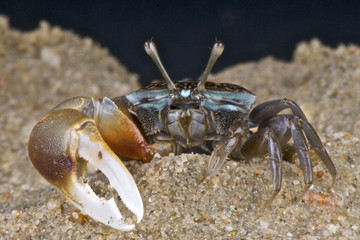 Fiddler crab / Uca sp