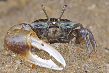 Fiddler crab / Uca sp