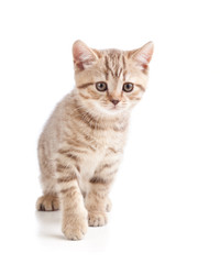 cat kitten on white background