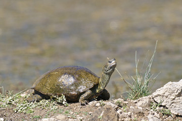 Balkan pond terrapin / Mauremys rivulata
