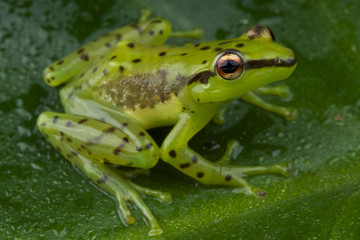 Speckled glass frog / Mantidactylus pulcher