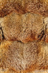 Fox fur background