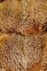 Fox fur background