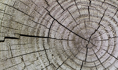 Tree rings and cracks background 