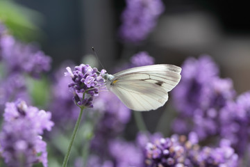 White butterfly (Pieris) on lavender