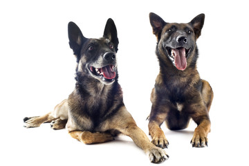 malinois