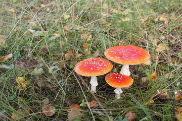 Amanita muscaria