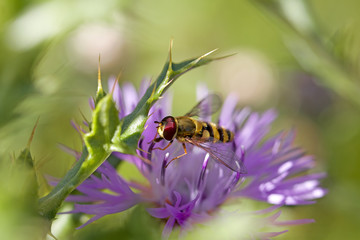 Hoverfly on knapweed