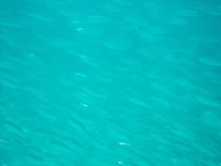 Flock of small fish