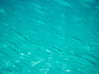 Flock of small fish