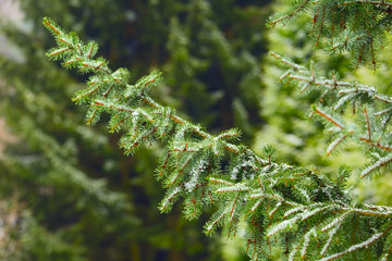 Spruce tree