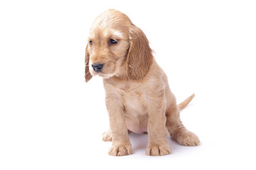 cocker spaniel puppy