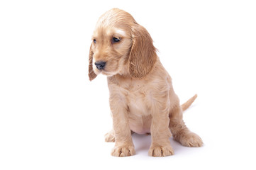 cocker spaniel puppy