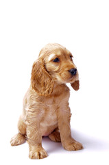 cocker spaniel puppy