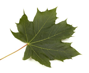 maple leaf