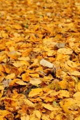 color autumn leaves
