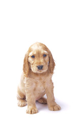 cocker spaniel puppy