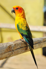 Tropical yellow parrot with green wings,