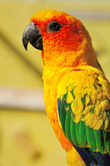 Tropical yellow parrot with green wings,