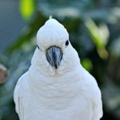 Head of the white cockatoo.