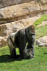 Big male gorilla on the nature
