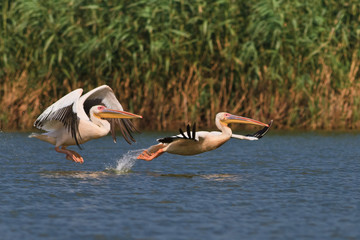 white pelicans (pelecanus onocrotalus)