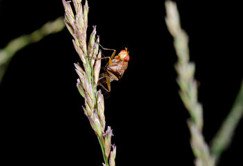 insect alien, (orange fly on grass)