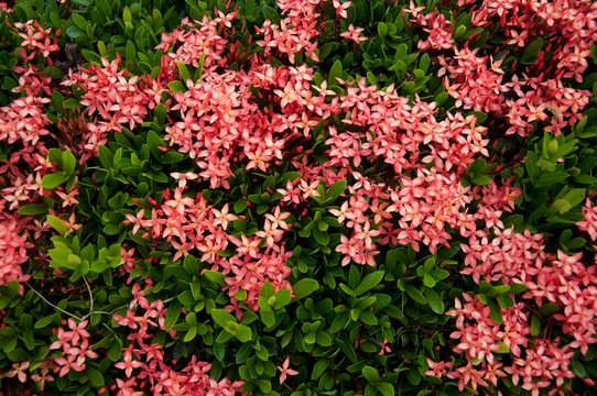 red Ixora flowers