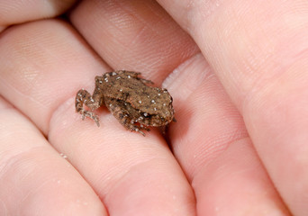 Obraz premium mini toad in hand
