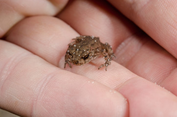 baby toad on hand