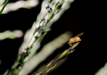 strange orange fruit fly, wild grass in the sun