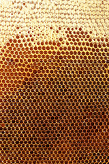 yellow beautiful honeycomb with honey, background