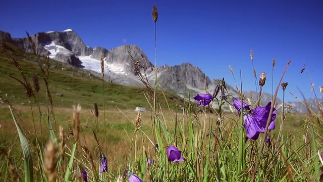Hochgebirge - Alpen-Glockenblume(Campanula alpestris)